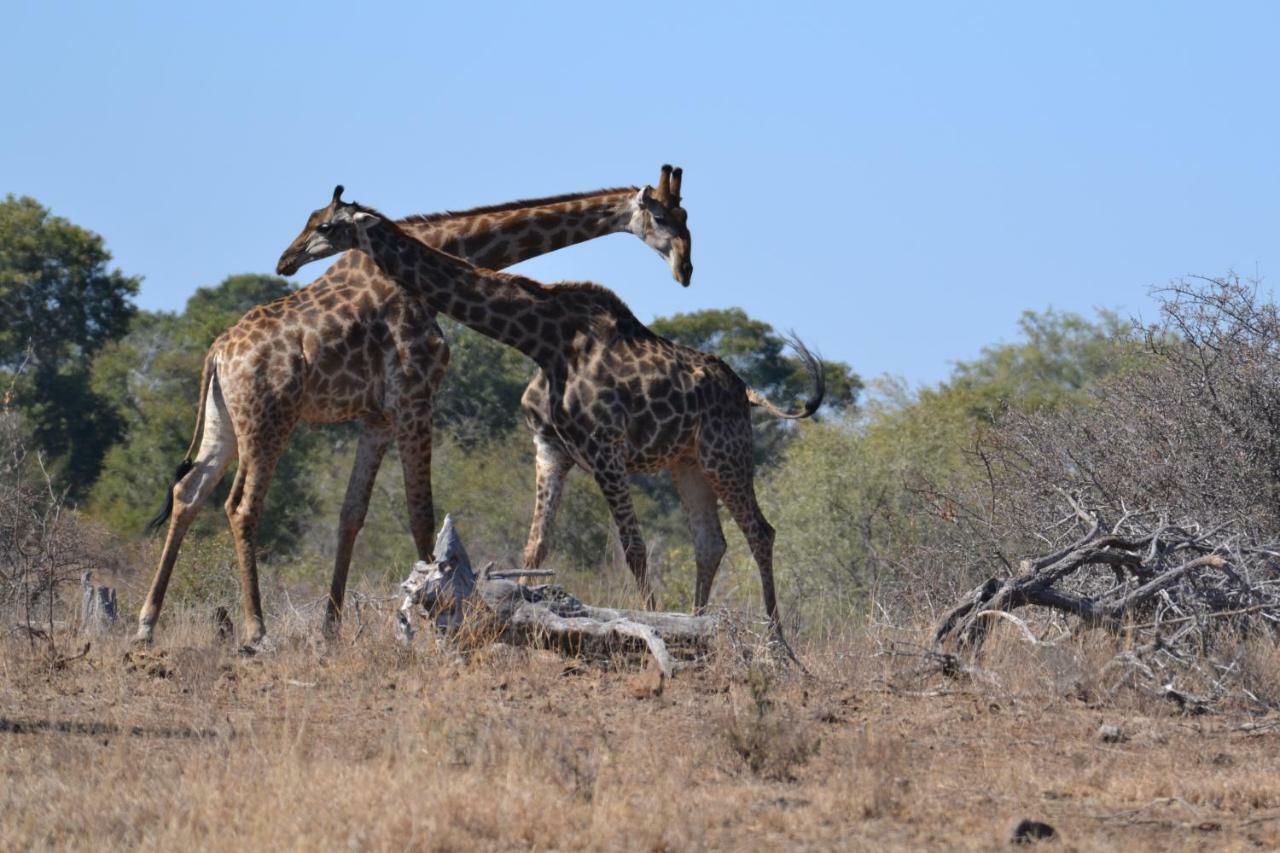 Mzsingitana Tented Camp Hoedspruit Luaran gambar