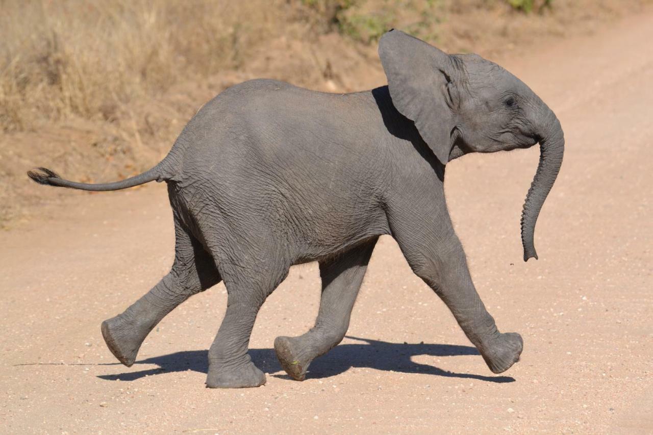 Mzsingitana Tented Camp Hoedspruit Luaran gambar
