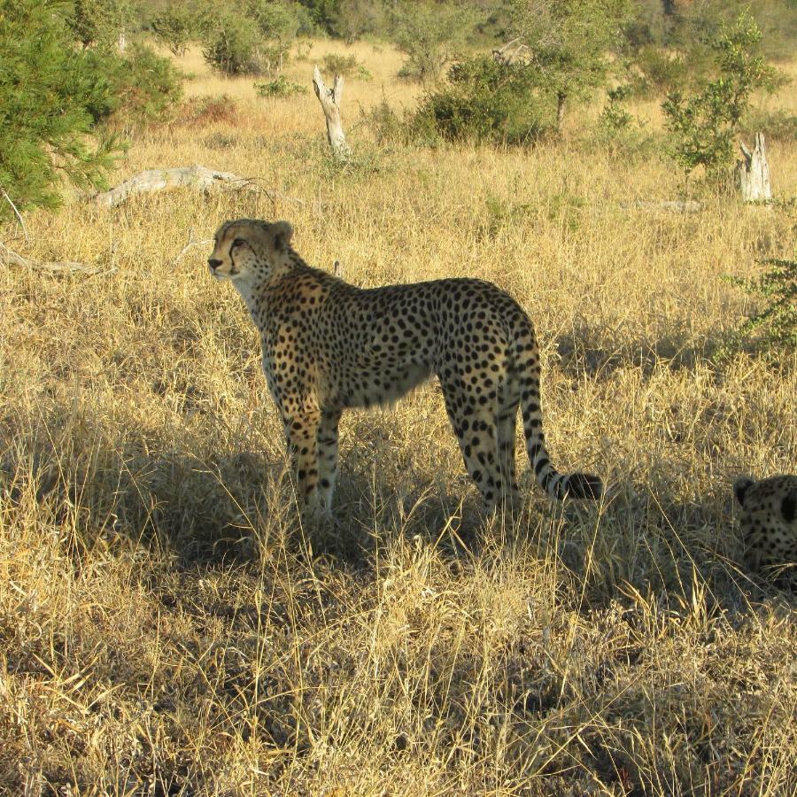 Mzsingitana Tented Camp Hoedspruit Luaran gambar