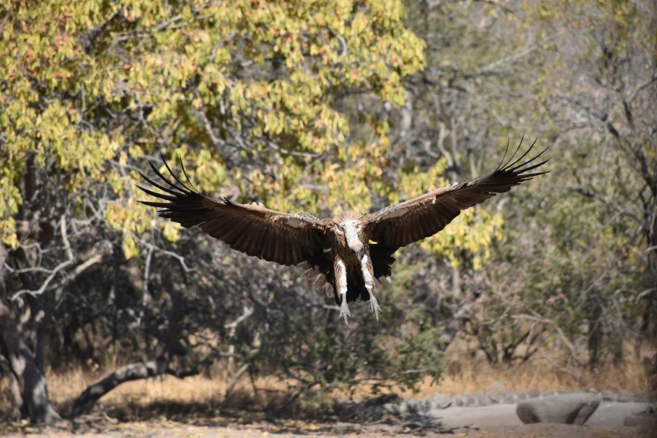 Mzsingitana Tented Camp Hoedspruit Luaran gambar