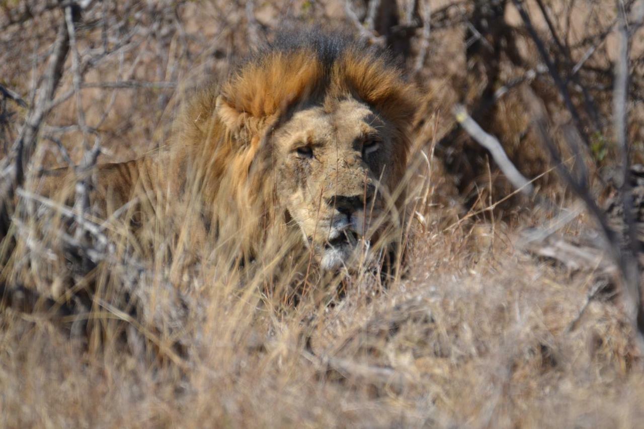 Mzsingitana Tented Camp Hoedspruit Luaran gambar